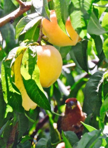 garden-last-peaches-and-finch-lurking-1
