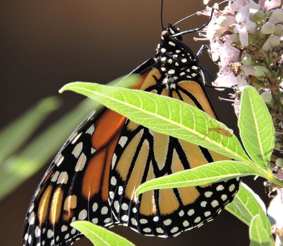 garden monarch on lupine closeup - 1