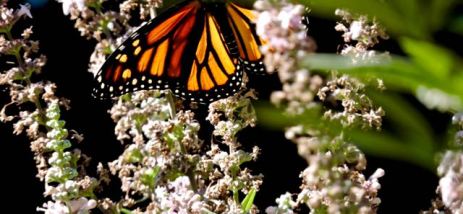 garden monarch on lupine full spread oct 17 - 1