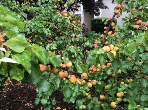 garden apricot bountry on tree may 27 18 - 1