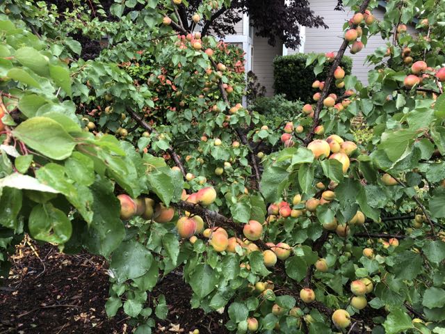garden apricot bountry on tree may 27 18 - 1