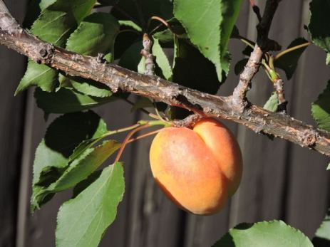 garden apricot closeup on branch - 1