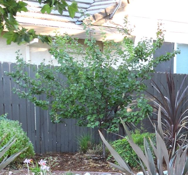 garden apricot tree in late July - 1