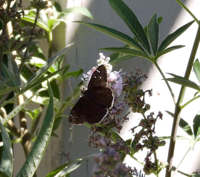garden funeral duskywing on lupine - 1
