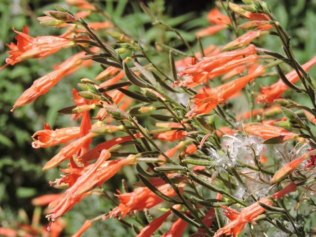 garden fuschia in bloom - 1