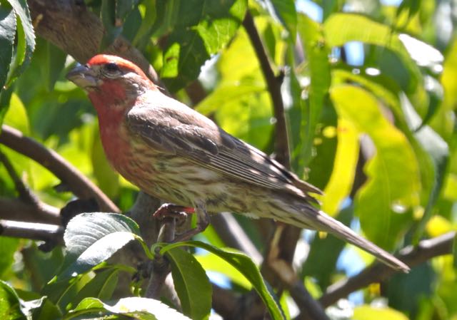 garden male house finch in peach tree - 1