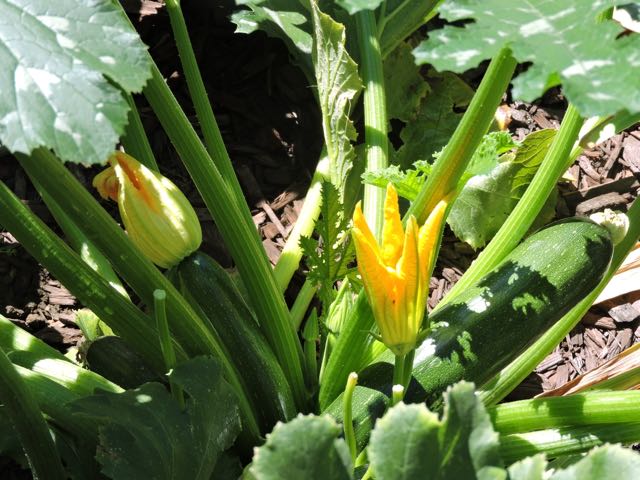 garden zucchini and blossoms - 1