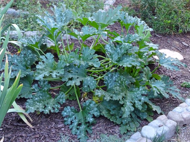 garden zucchini plant early july - 1