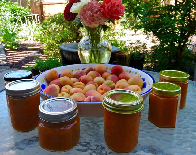 kitchen apricot jam and fresh w roses june18 - 1
