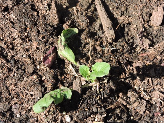 garden-arugula-seedling-1