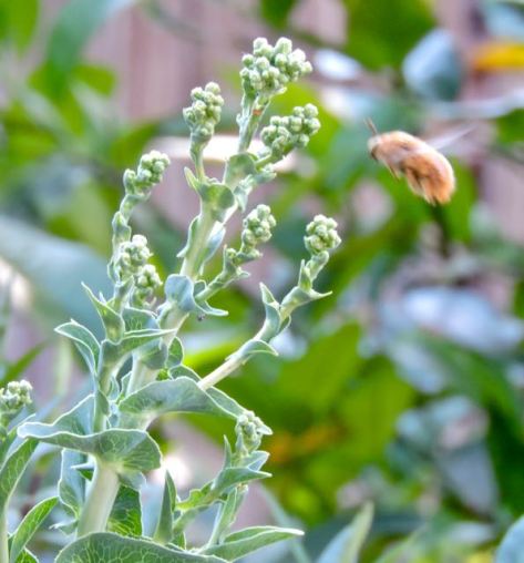 garden-green-ice-lettuce-flowers-and-bee-1