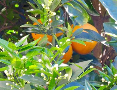 garden-new-orange-blossoms-with-current-crop-1