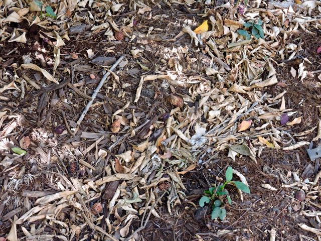 garden-soil-and-leaf-mulch-under-orange-1