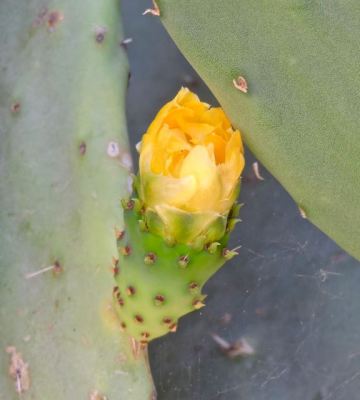 garden-yellow-bloom-on-prickly-pear-tuna-1