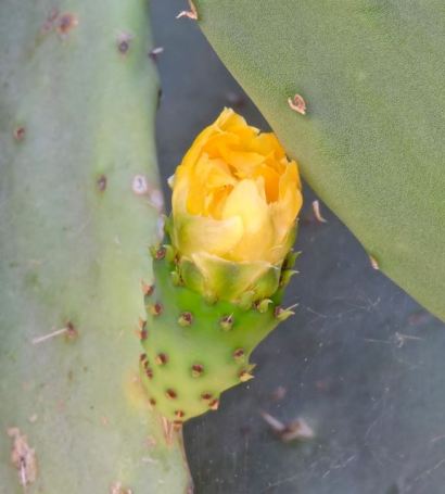 garden-yellow-bloom-on-prickly-pear-tuna-1