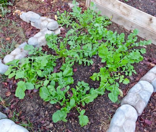 arugula-patch-october-1
