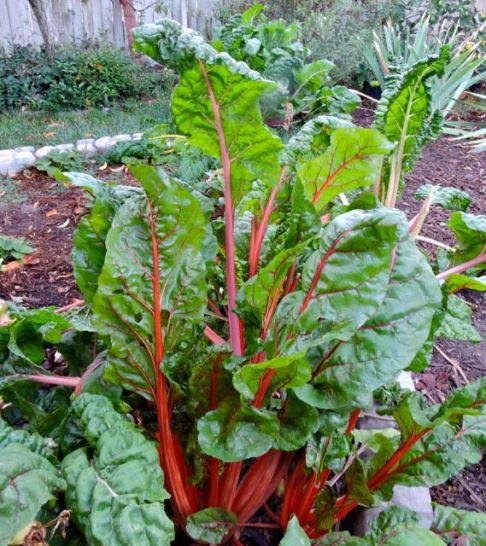 chard-in-october-1