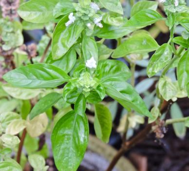 garden-basil-in-pot-1