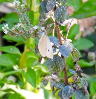 garden-cabbage-leaf-on-greek-oregano-1