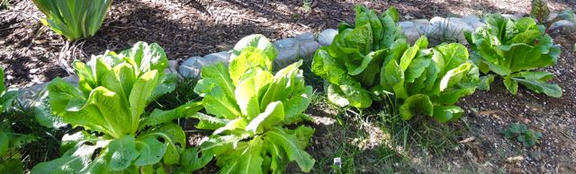 garden-gree-ice-may-1