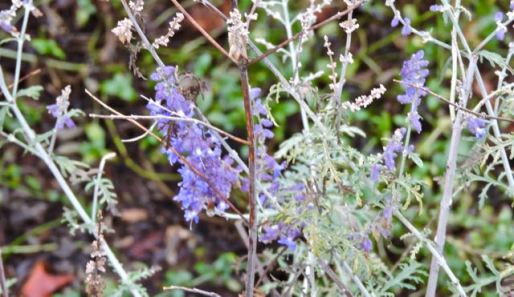 garden-russian-sage-in-pot-1
