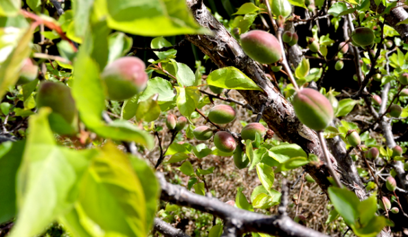 garden apricots tiny fruit march 18 - 1