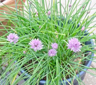 garden chives in bloom april 2017 - 1