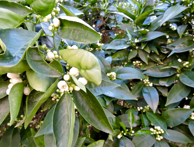 garden orange buds march 18 - 1