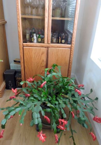 christmas-cactus-dining-room-1