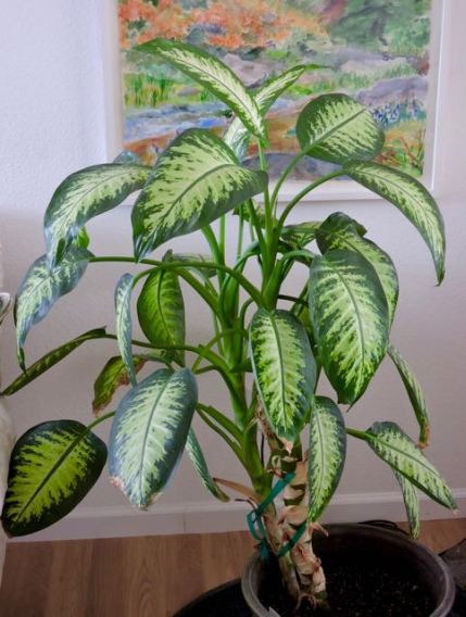 dieffenbachia-in-living-room-1