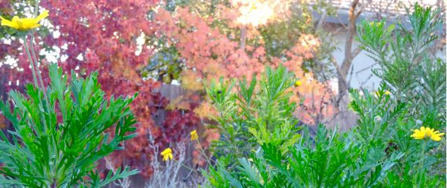 garden-late-november-coryopsis-and-trees-in-color-1