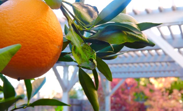 garden-orange-closup-color-trees-december-1-1