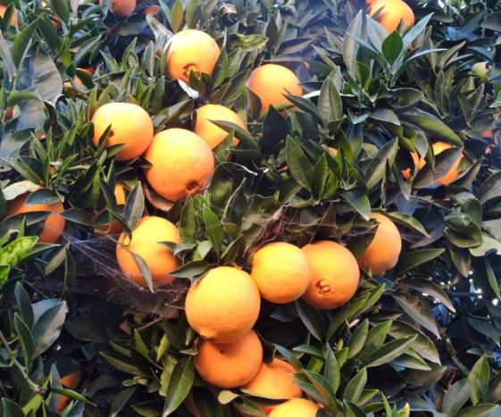 garden-orange-tree-december-1-1