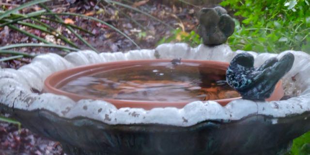 rain-in-birdbath-december-1