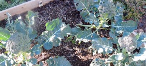 garden-broccoli-plants-near-harvest-1