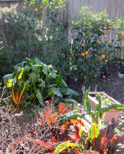 garden-chards-lemons-lettuce-iris-january-1