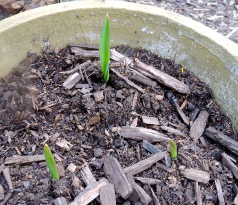 garden-culinary-garlic-new-shoots-1