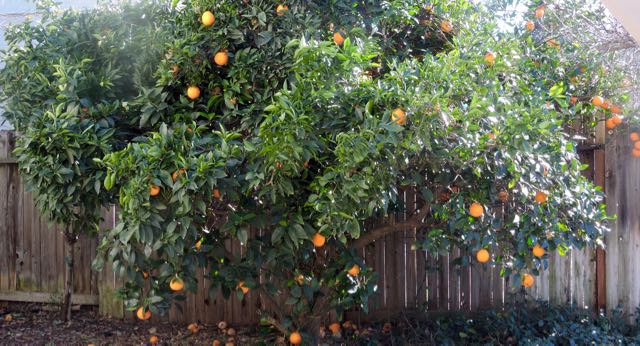 garden-orange-tree-in-january-1