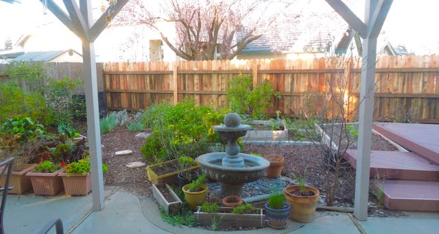 garden back late february w new fence - 1