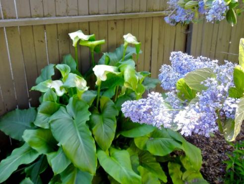 garden calla lilies and western lilac 1 - 1