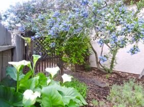 garden lilac tree and calla lillies April 2017 - 1