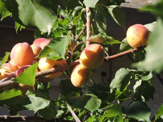 garden apricots ready to harvest late may - 1