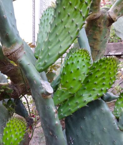 garden baby nopales may 1 - 1