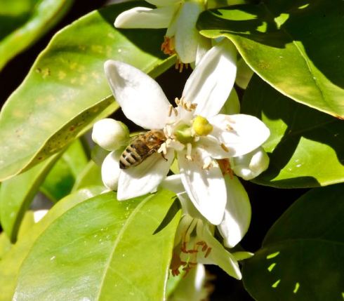 garden back honeybee in orange blossom april - 1