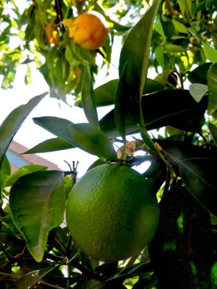 garden green orange with peach in back june - 1