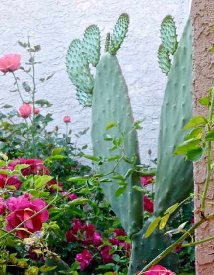 garden new nopales with red and salmon roses - 1