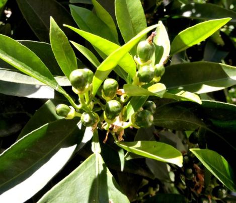 garden new orange fruit april - 1
