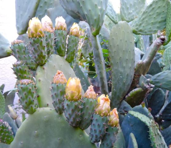 garden new tuna in may on nopales - 1