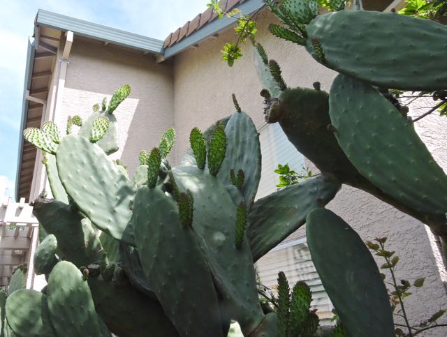 garden nopales prickly pear from below Apr - 1
