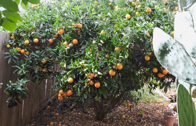garden orange tree w nopales december - 1
